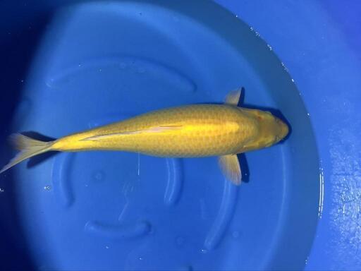 残念なカラシ鯉　3才　メス　70㎝程度(配送料金別) 残念なカラシ鯉 3才 メス 70㎝程度(配送料金別)