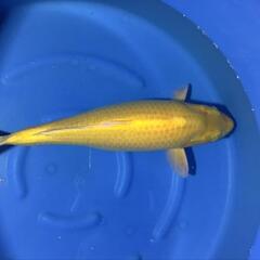 残念なカラシ鯉　3才　メス　70㎝程度(配送料金別)