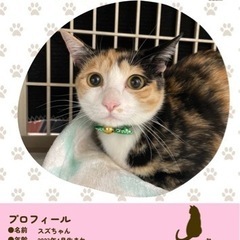 個別面会も可！臆病ですが、猫大好き💗可愛いミケ猫さん