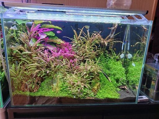 フレームレス60CM水槽フルセット