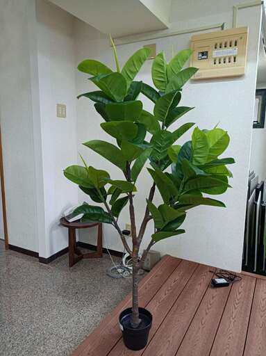 ⑰【処分価格】新品 ゴムの木(150cm)　人工観葉植物 フェイクグリーン 　高品質