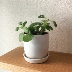 観葉植物　アロマティカス⑤　13cm　白いおしゃれな2号の鉢と受...