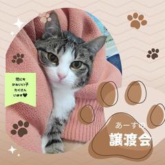 🐾保護猫譲渡(お見合い)会🐈️🤎