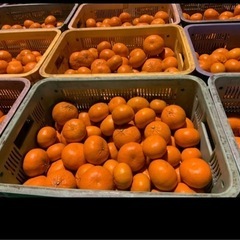 柑橘⑦