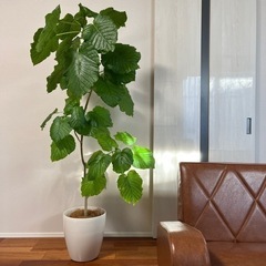 観葉植物　ウンベラータ160cm HitoHana購入