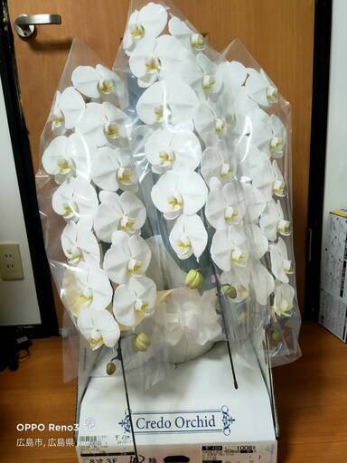 早い者勝ち　冠婚葬祭・開店祝い・移転祝など　生花　胡蝶蘭　3本立て　36輪　寿命6か月以上