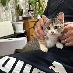 3匹兄妹の子猫達 ② 譲渡先が決まりました。 − 福岡県