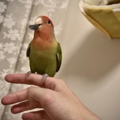 コザクラインコ