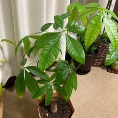 観葉植物　パキラ