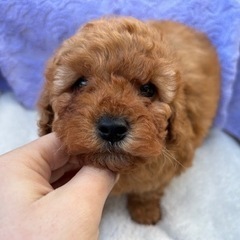 値下げ❗️プードル🐶男の子💙子犬