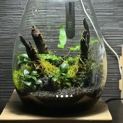 パルダリウム　水草と付属品