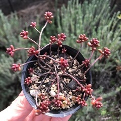 多肉植物　ベッラデインベルノ