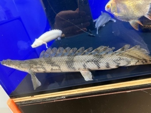 ポリプテルスエンドリケリーロングフィン約30cm - その他 