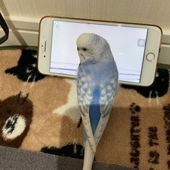 拡散希望‼︎探しています‼︎迷子セキセイインコ🦜