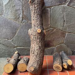 松の木　伐採木