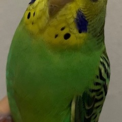 鳥セキセイインコ