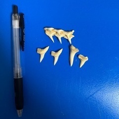 アオザメの歯