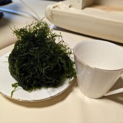 ウイローモス「水草」