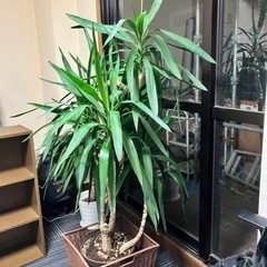 観葉植物　ユッカ