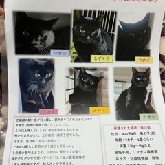 香川の黒猫ちゃん達の里親募集チラシ