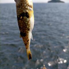 釣り仲間探しています‪！🎣‬