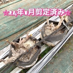 ⭐︎あなたのご自宅へお届けします⭐︎いちじく 5年生株 4年生株 ビオレソリエス 幻の黒イチジク