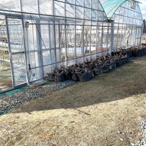 ⭐︎あなたのご自宅へお届けします⭐︎いちじく 5年生株 4年生株  