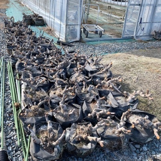 ⭐︎あなたのご自宅へお届けします⭐︎いちじく 5年生株 4年生株  