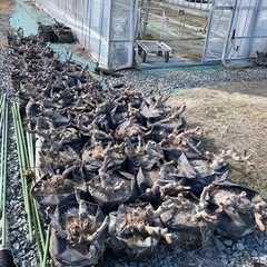 ⭐︎あなたのご自宅へお届けします⭐︎いちじく 5年生株 4年生株 ビオレソリエス 幻の黒イチジク