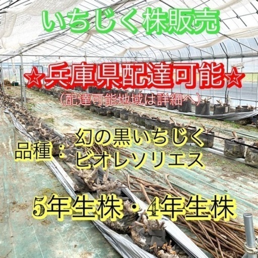 ⭐︎あなたのご自宅へお届けします⭐︎いちじく 5年生株 4年生株 ビオレソリエス 幻の黒イチジク