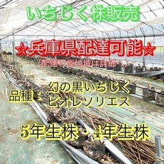⭐︎あなたのご自宅へお届けします⭐︎いちじく 5年生株 4