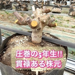 ⭐︎あなたのご自宅へお届けします⭐︎いちじく 5年生株 4年生株 ビオレソリエス 幻の黒イチジク