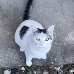 1歳前後のオス猫⭐︎甘えん坊⭐︎