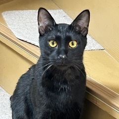 甘えん坊🩷黒猫男子