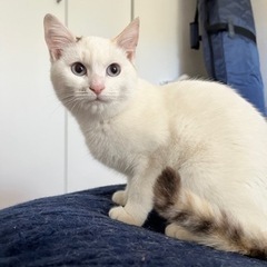 休止中【子猫】シッポとお耳がミケ柄瞳がアイスブルーの白猫5ヶ月の女の子