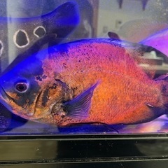 レッドタイガーオスカー、ノーマル、バラ売り可 レッドタイガーオスカー、ノーマル、バラ売り可