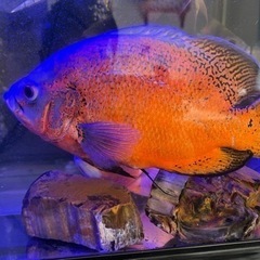 レッドタイガーオスカー、ノーマル、バラ売り可