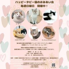 2月11日動物病院の保護猫譲渡会