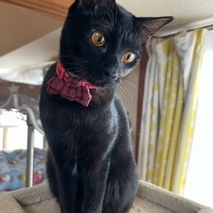 黒猫❤️甘えんぼうのゆかりちゃん