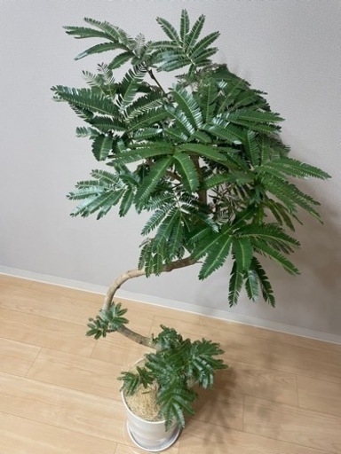 エバーフレッシュ♡観葉植物