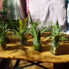 室内グリーン植物