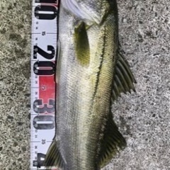 シーバス釣り　上越〜糸魚川らへんの画像