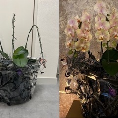 胡蝶蘭、高級花瓶