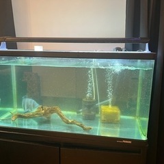 90センチ水槽　4点セット　大型魚 90センチ水槽 4点セット 大型魚