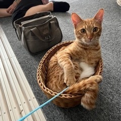 キャットフード　使用済みタオル等