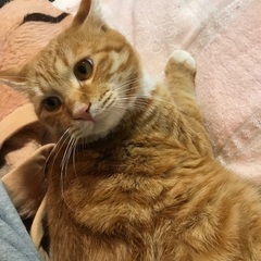 近所の多頭飼い崩壊寸前の家の子です。飼い主さんの了解を得ています。代理投稿の画像