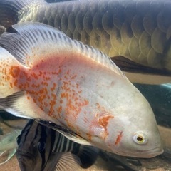アルビノオスカー熱帯魚、大型魚
