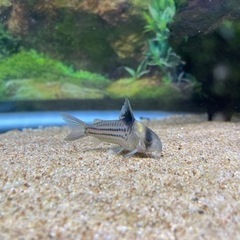 熱帯魚　コリドラス　コルレア