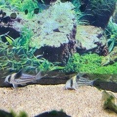 熱帯魚　コリドラス　コルレア