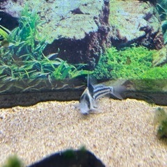 熱帯魚　コリドラス　コルレア